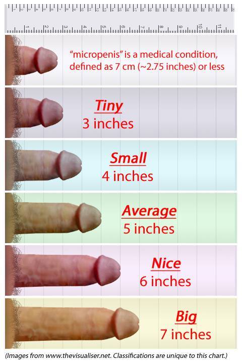 Buzz reccomend average penis lenght pictures