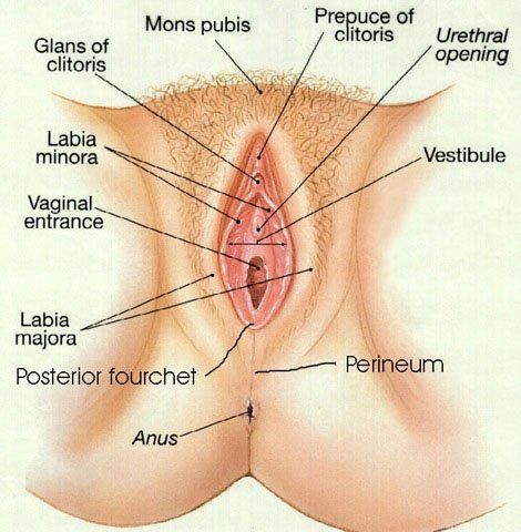 Bronze O. reccomend human vulva