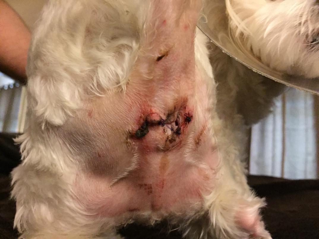 best of Anal gland issues Canine