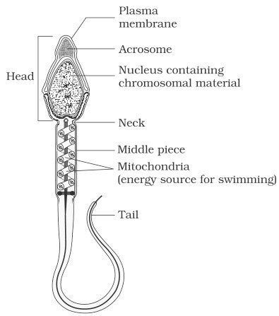 Label a sperm cell