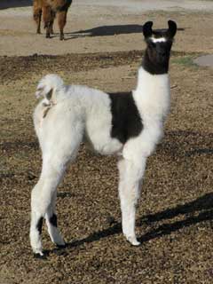 Mr. P. reccomend Spank the llama