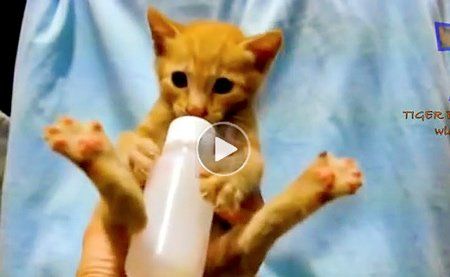 Funny video of cat swinging from fan