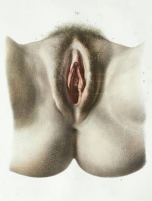 Photographs of the clitoris
