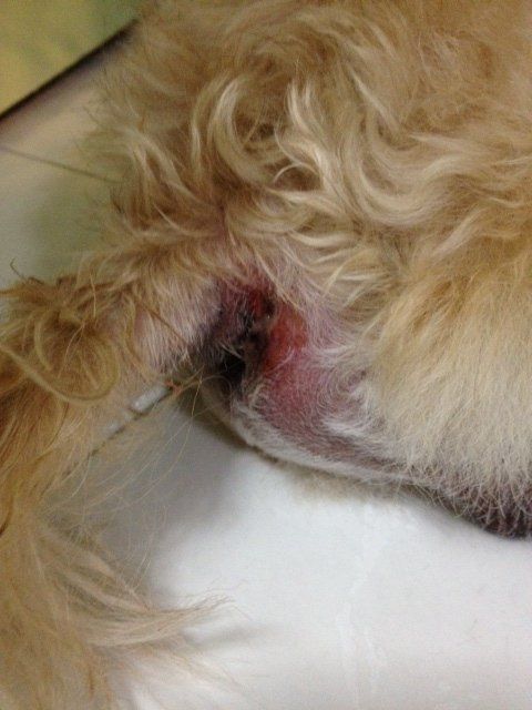 Canine anal gland issues