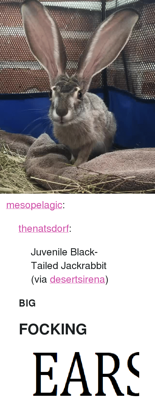 best of Lesbian Jack rabbit