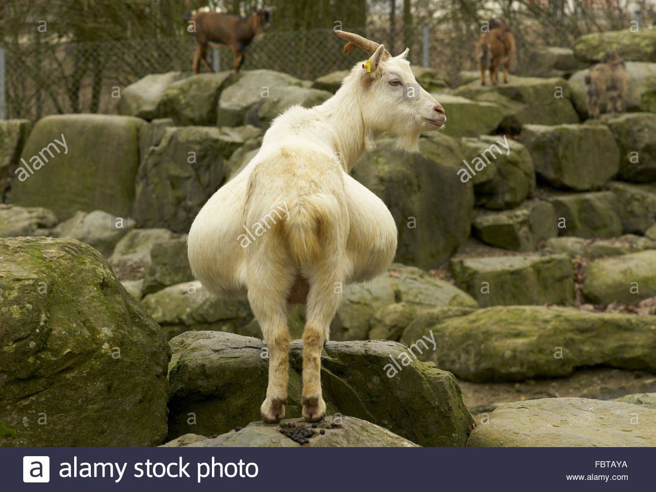Lala reccomend Midget and goat