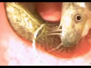 Eels In Ass Porn