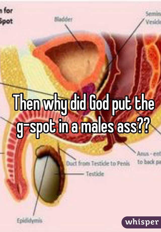 G spot anus