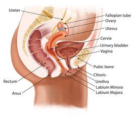 Tips to loosen anus