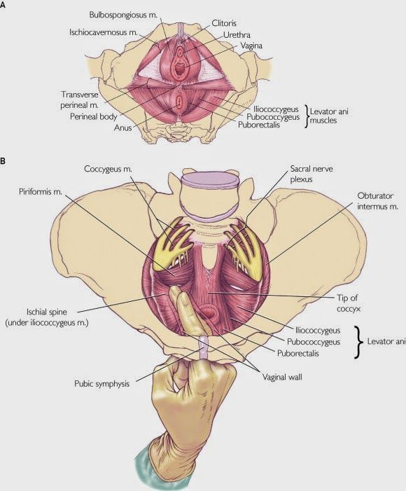 Clitoris pain vaginal pressure