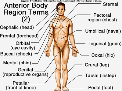 best of Of penis position Anatomical