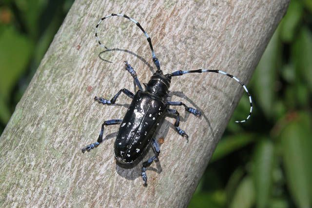 Asian longhorned beetle report