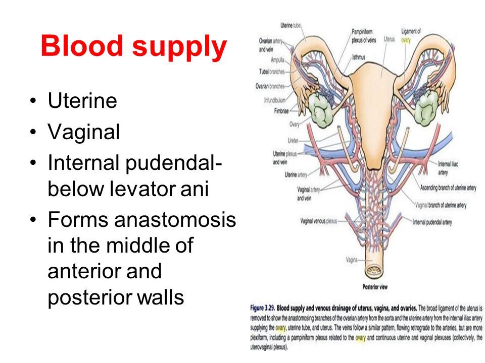 Blood supply of vagina