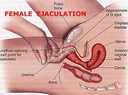 Vagina Pictures With Female Cum New Sex Pics