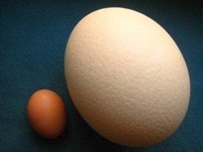 Ostridge egg suck
