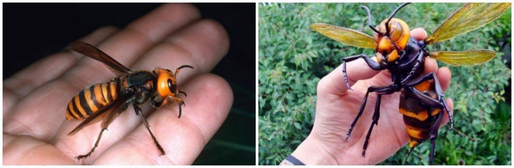 Mudskipper reccomend Asian giant hornets