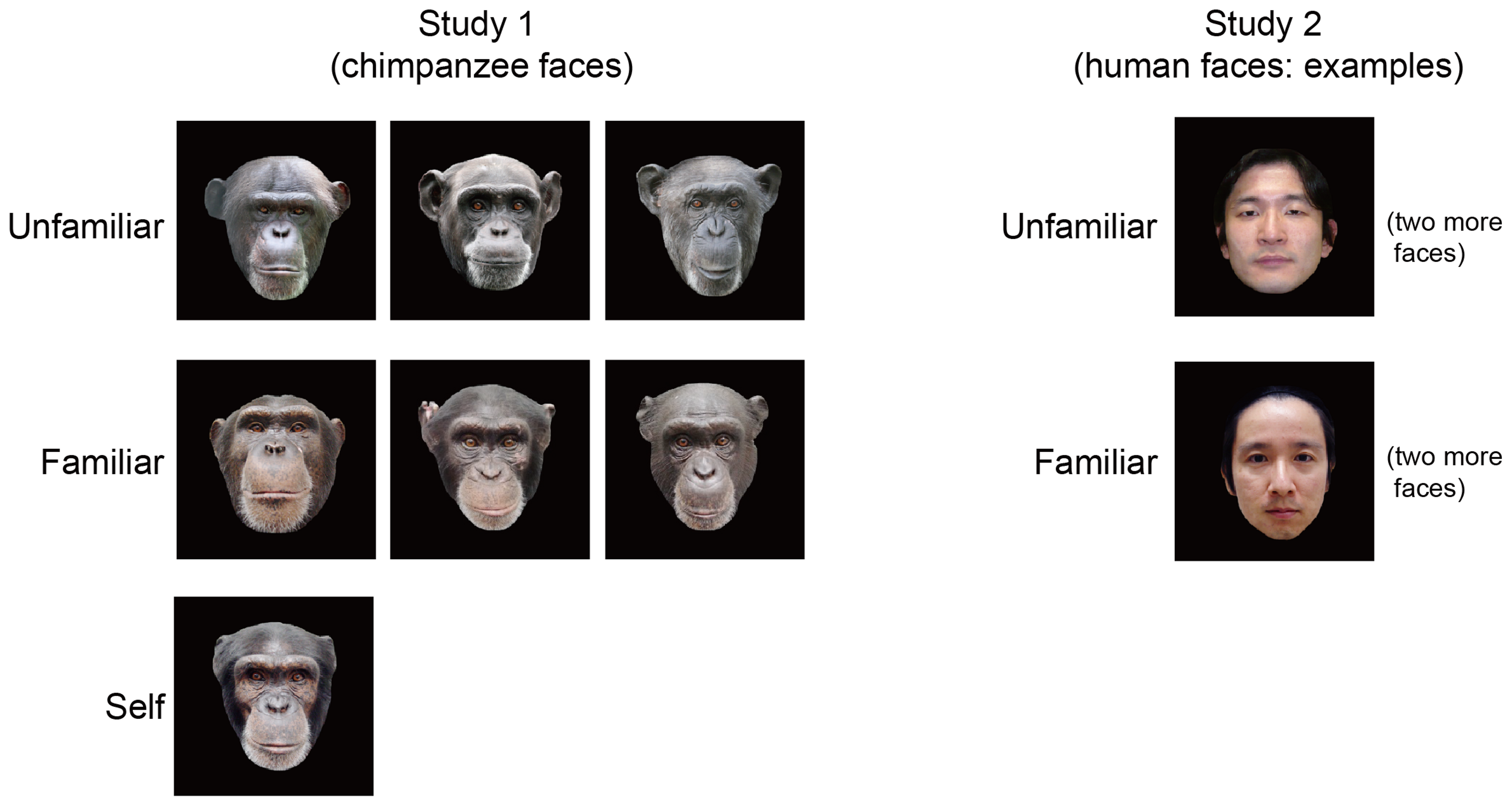 Chimp facial expressions