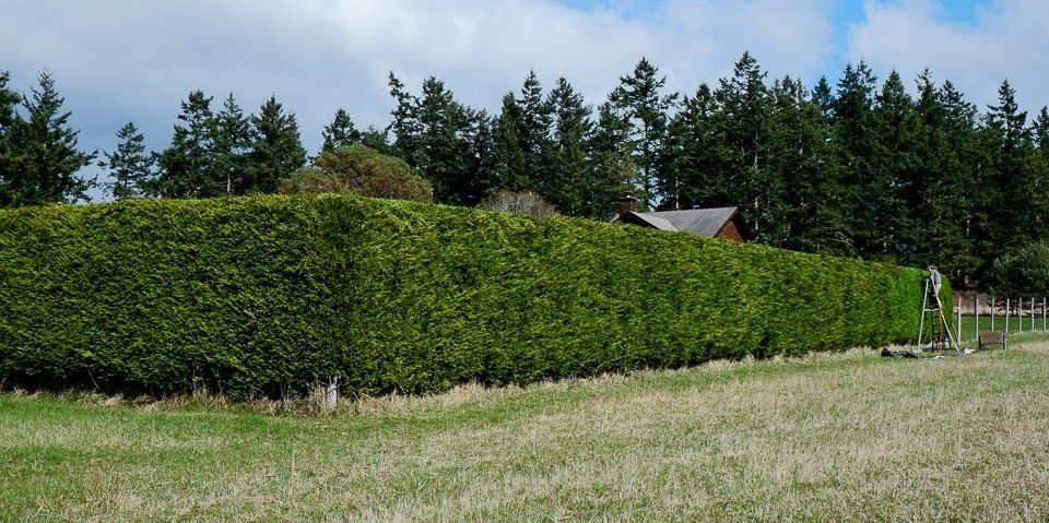 Mature hedge by mail