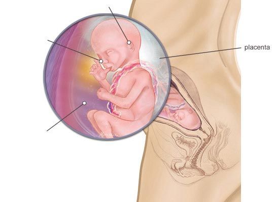 Foetus affected by orgasm