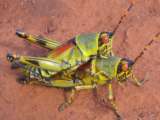 Grasshopper sex positian