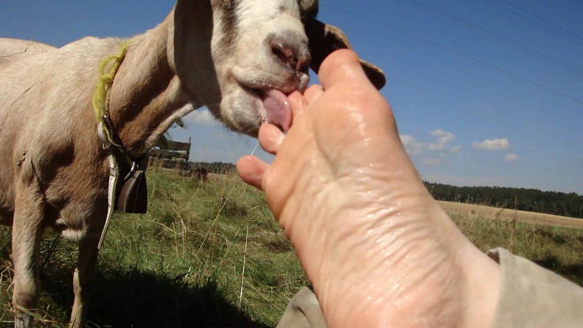 girls sucking goat dick