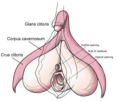 Tribune reccomend Clitoris find g spot