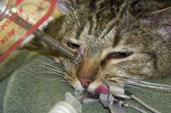 Titanium reccomend Mast cell facial tumors in cats