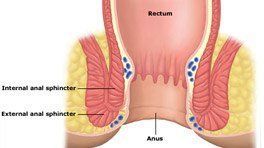 best of Anus an Images of