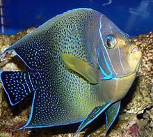 Adult koran angel fish