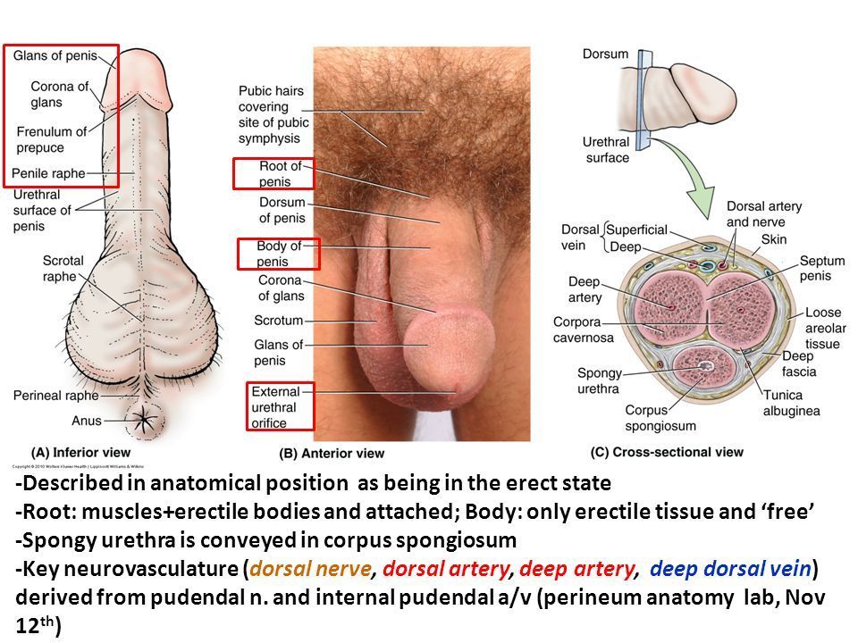 Anatomical position of penis