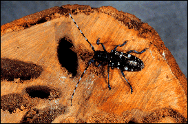 Vi-Vi reccomend Asian longhorned beetle report
