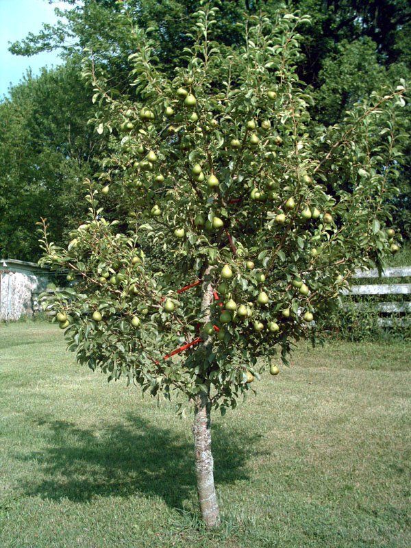 Asian pear tree size