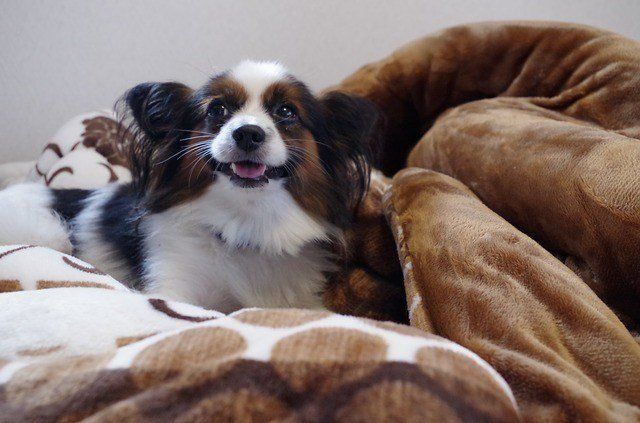 best of Bed in Puppies peeing