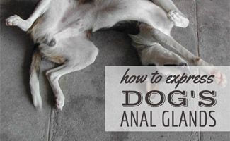 best of Anal gland issues Canine