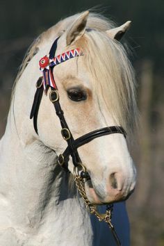 best of Shop Chubby pony tack