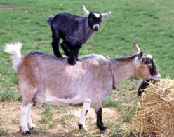 Flurry reccomend Midget and goat