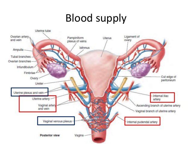 Bubbles reccomend Blood supply of vagina