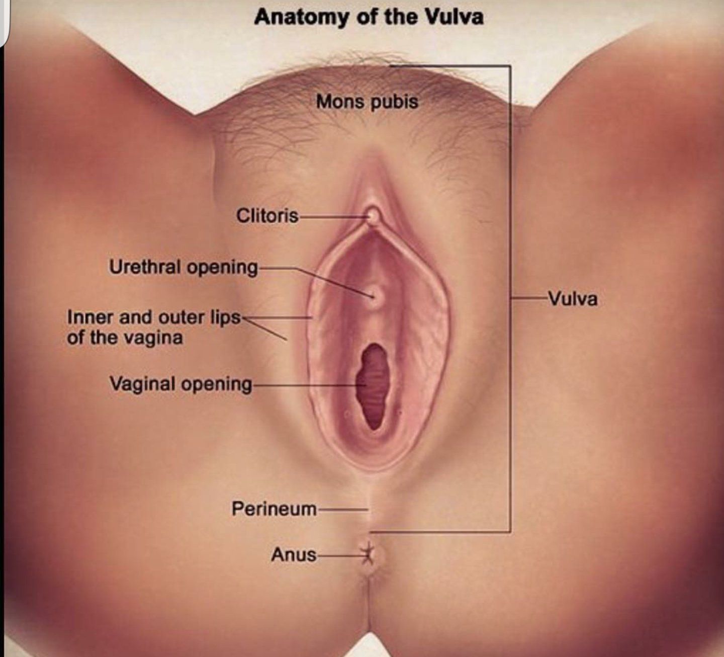 best of Pic vulva Large