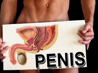 Yardwork reccomend How do transsexual women get penis