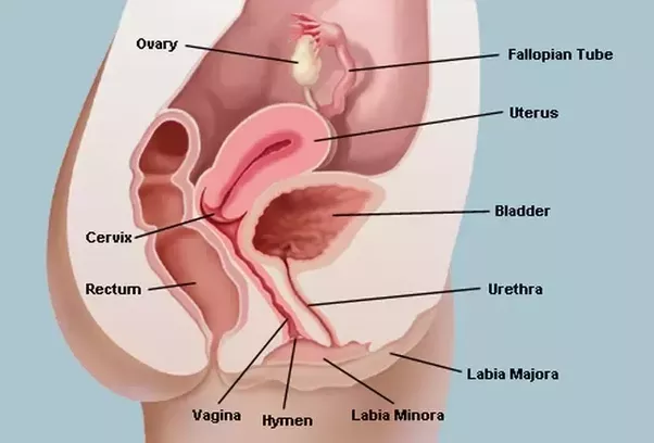 Penis and vagina pics