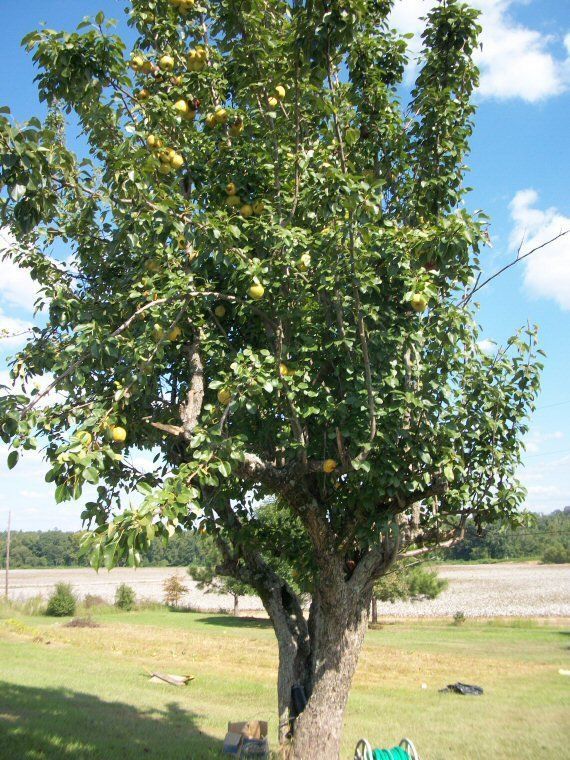 best of Size Asian pear tree