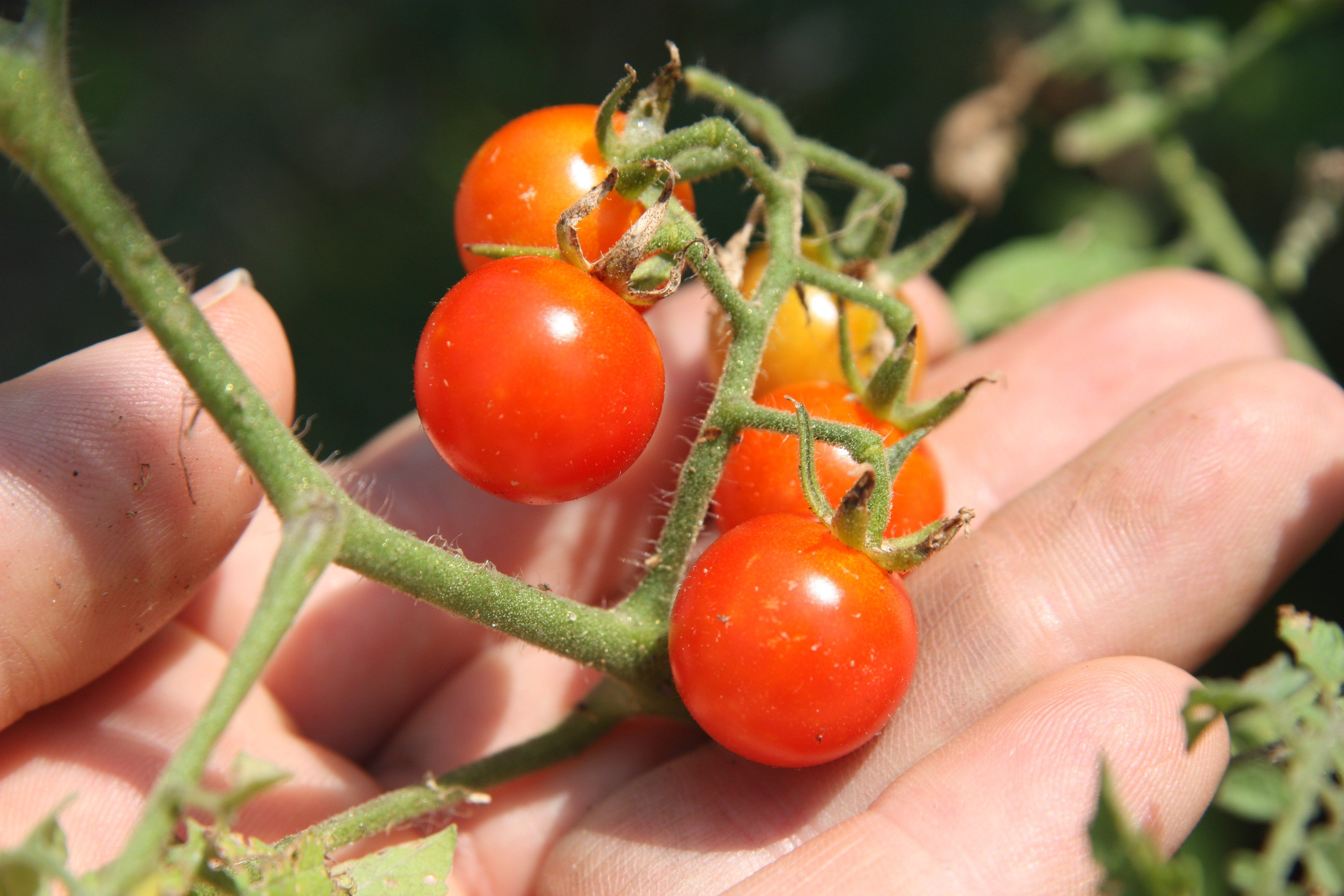 Days for tomato seed to mature
