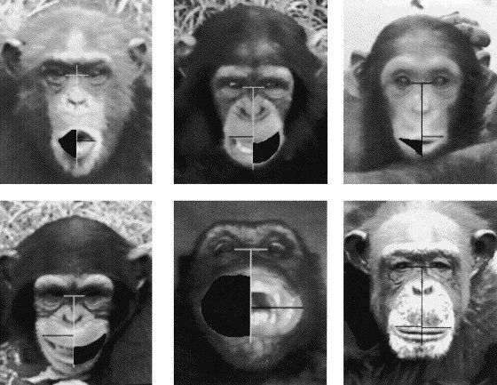 best of Expressions Chimp facial