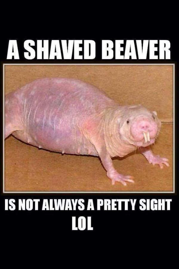 Unusual shaved beaver