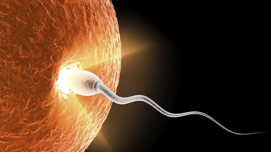 Egg and sperm fertilization animation