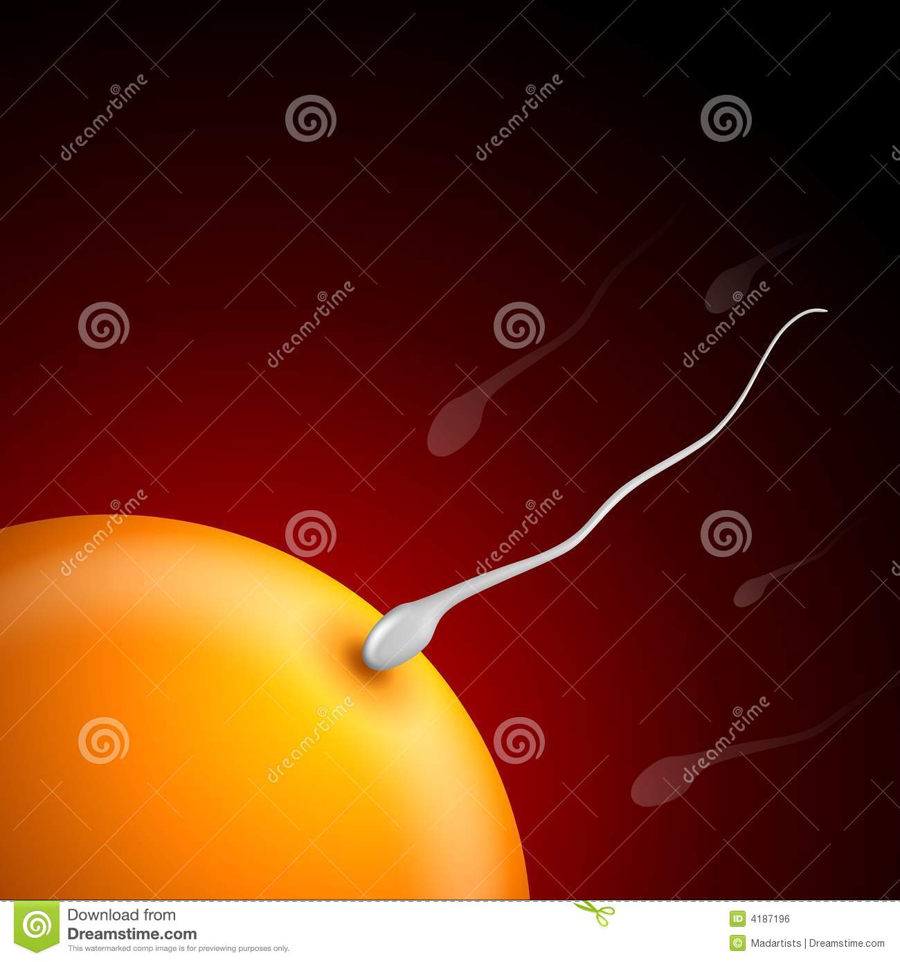 best of Fertilization Egg and animation sperm