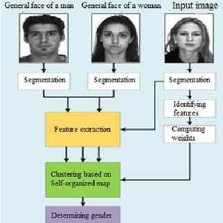 Gender facial angles