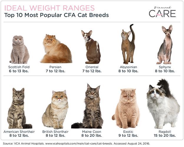 best of Chubby cat Ideal