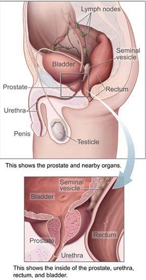 Male g spot prostate orgasm