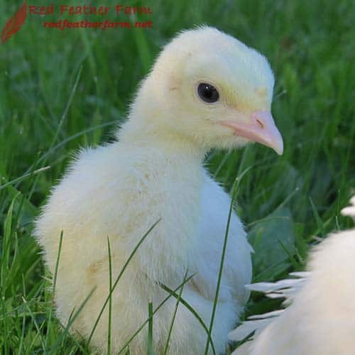 New Y. reccomend Midget white hatching eggs